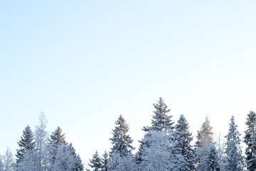 Finnish winter trees