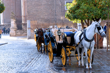 White horse-drawn carriage with walls of the gothic cathedral and orange trees on the background