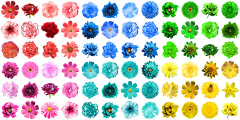 Mega pack of 72 in 1 natural and surreal blue, yellow, red, green, turquoise and pink flowers isolated on white