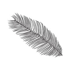 Full fresh leaf of sago palm tree, sketch style vector illustration isolated on white background. Realistic hand drawing of sago palm tree leaf, jungle forest design element