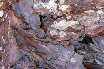 wooden texture- Bark of Pine Tree.