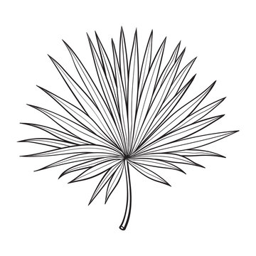 Full Fresh Fan Shaped Leaf Of Palmetto Tree, Sketch Style Vector Illustration Isolated On White Background. Realistic Hand Drawing Of Palmetto Palm Tree Leaf, Jungle Forest Design Element