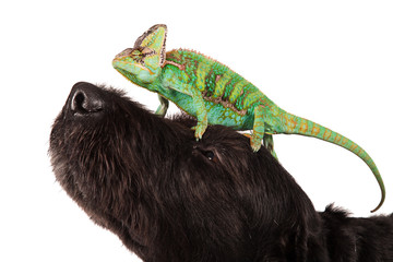 Veiled chameleon (chamaeleo calyptratus) with black dog.