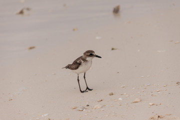 tiny bird all alone standing on a beach by the shoreline