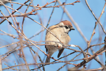 Eurasian tree sparrow (Passer montanus) sitting on a branch