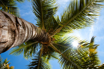 Perspective view of a tall palm tree against a blue sky. View from below 