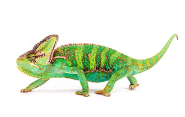 Acrylic prints Chameleon Veiled chameleon (chamaeleo calyptratus) close-up.