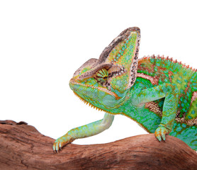 Obraz premium Veiled chameleon (chamaeleo calyptratus) close-up.