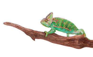 Obraz premium Veiled chameleon (chamaeleo calyptratus) close-up.