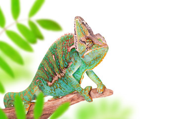 Obraz premium Veiled chameleon (chamaeleo calyptratus) close-up.