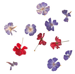 Pressed red geranium and blue phlox set isolated