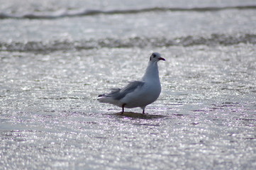 Möwe im Meer