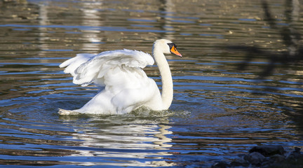 CAGLIARI - Cigno bianco che nuota nel laghetto all'interno del  Parco di Monte Claro - Sardegna