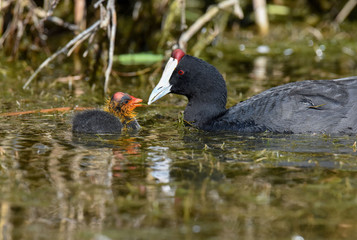 Mother feeding baby red-knobbed coot