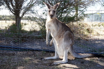 Kangaroo with a full pouch