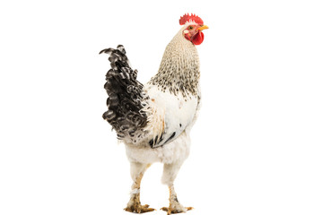 Rooster isolated