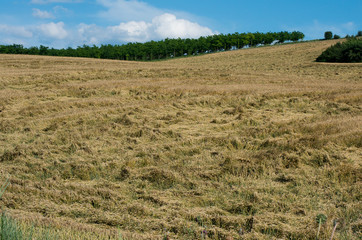 Crop insurance. Destroyed wheat. Damage from hurricane crop.