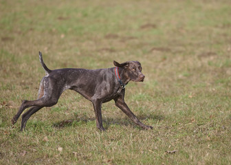 German shorthaired pointer - Hunter dog