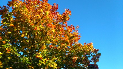 jesienny klon © szalas3