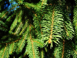 Pendant pine needles
