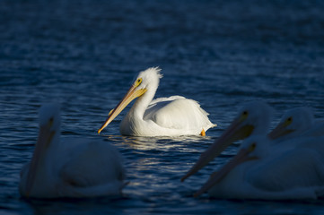 White Pelican Spotlight