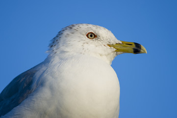 Ring-billed Gull Portrait