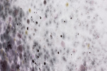 Mold buildup on the wall. Close up of fungus on the wall of house