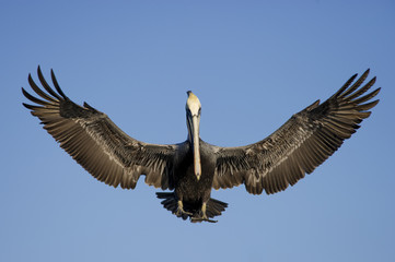 Brown Pelican Landing