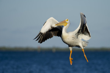 Fototapeta na wymiar White Pelican Landing