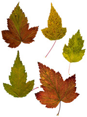 multicolor dry green leaf of currant