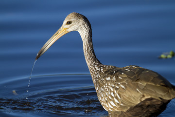 Limpkin with Dripping BIll