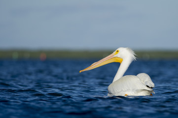 Fototapeta na wymiar White Pelican Profile