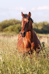 Portrait of a bay horse in the tall grass in the summer
