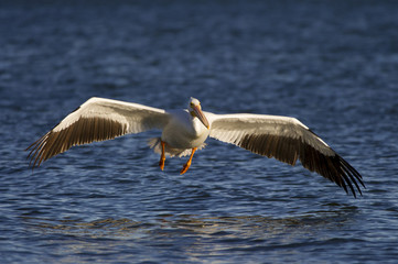 White Pelican Landing