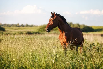 Fototapeten Porträt eines braunen Pferdes im hohen Gras im Sommer © bagicat