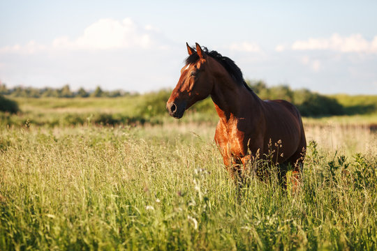 Fototapeta Portrait of a bay horse in the tall grass in the summer
