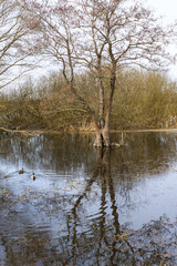 Obraz premium Flooded meadow with trees and blue water, forwest on the horizon. 