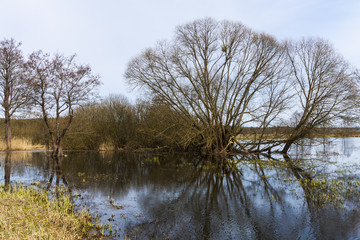 Flooded meadow with trees and blue water, forwest on the horizon.
