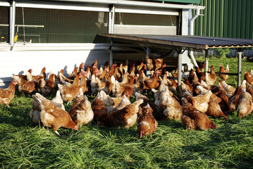 Freilandhühner beim Fressen auf einer grünen Wiese in Schleswig-Holstein, Deutschland, Gallus...