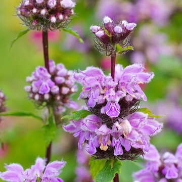 Knollen-Brandkraut, Phlomis tuberosa - Phlomis tuberosa, a purple wildflower