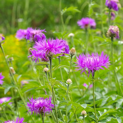 Weißliche Flockenblume oder Centaurea dealbata - perennial cornflower or Centaurea dealbata flower