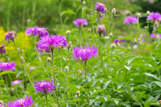 Fototapeta Weißliche Flockenblume oder Centaurea dealbata - perennial cornflower or Centaurea dealbata flower