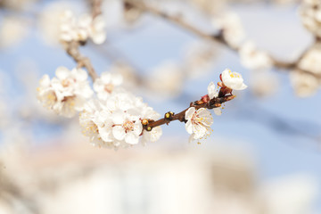 Blooming plum tree branch