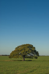 Pampas Landscape, La Pampa, Argentina