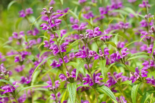 Wind-Brandkraut, Phlomis herba-venti - Phlomis herba-venti, a purple wildflower