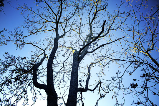 Fototapeta Tree loss cloudy