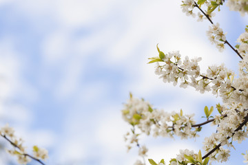 Blooming plum tree branch