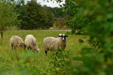Obraz premium Sheep graze in the meadow