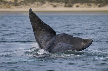 Fototapeta premium Right Whale, Patagonia , Argentina