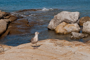 Isola del Giglio, panorami marini